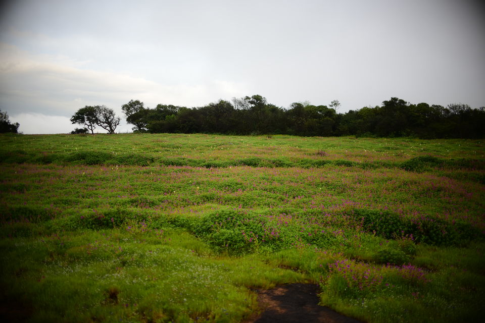 Kaas Plateau or Kaas Pathar - UNESCO World Natural Heritage Site - Tripoto