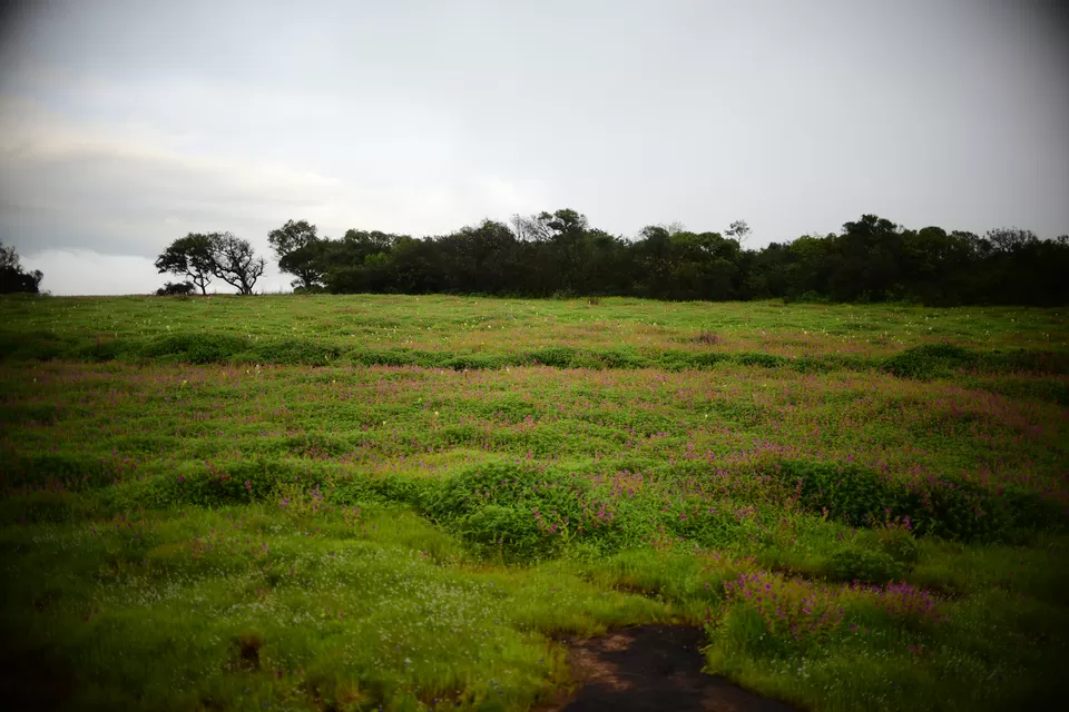 Photo of Kaas Plateau of Flowers, Maharashtra by Chaitali Chatterjee