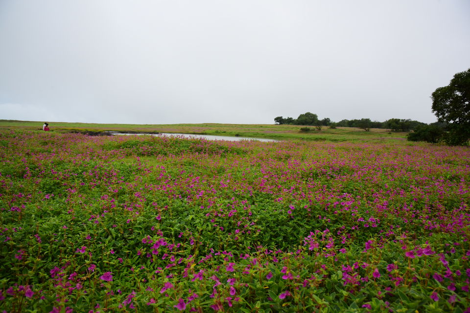 Kaas Plateau or Kaas Pathar UNESCO World Natural Heritage Site Tripoto
