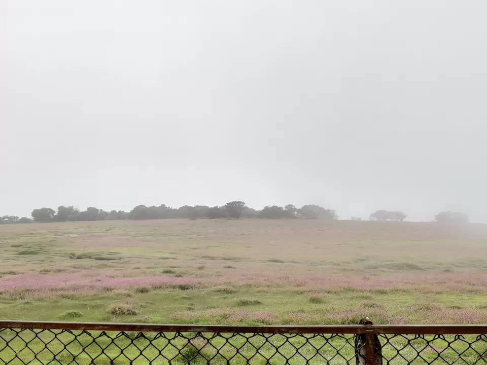 Photo of Kaas Plateau of Flowers, Maharashtra by Chaitali Chatterjee
