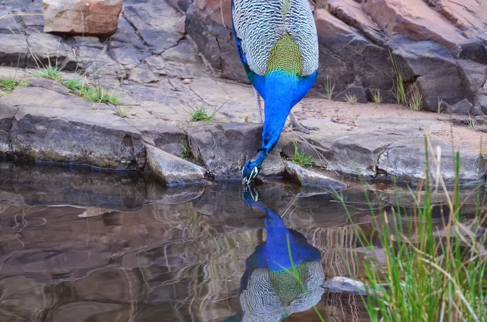 Photo of Ranthambore National Park, Prempura, Rajasthan, India by Shewali Tiwari
