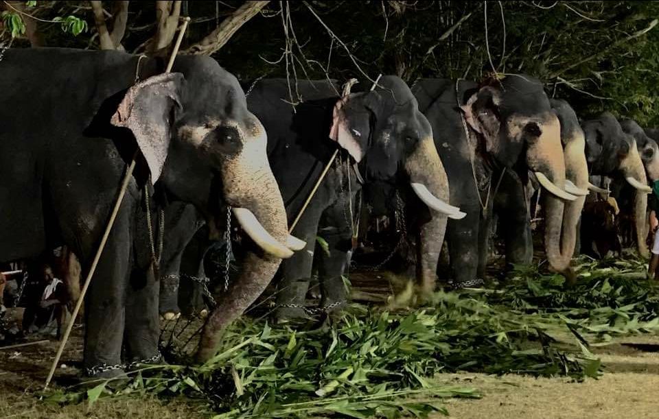 Photo of Do you believe unity in diversity. Have a look at the cultural event thrissur pooram by Sureshkumar C
