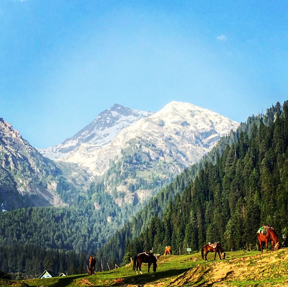 Photo of My Story of How I Failed On the Easiest Trek in Kashmir 5/14 by Kanika Gupta