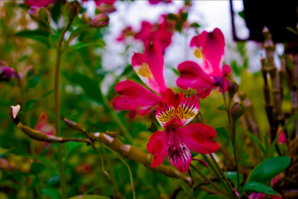 Photo of Gangtok, Sikkim, India by Anish Upadhyay