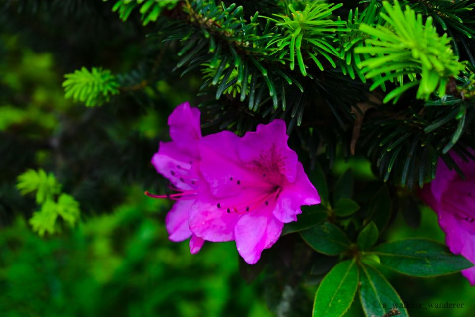 Photo of Gangtok, Sikkim, India by Anish Upadhyay