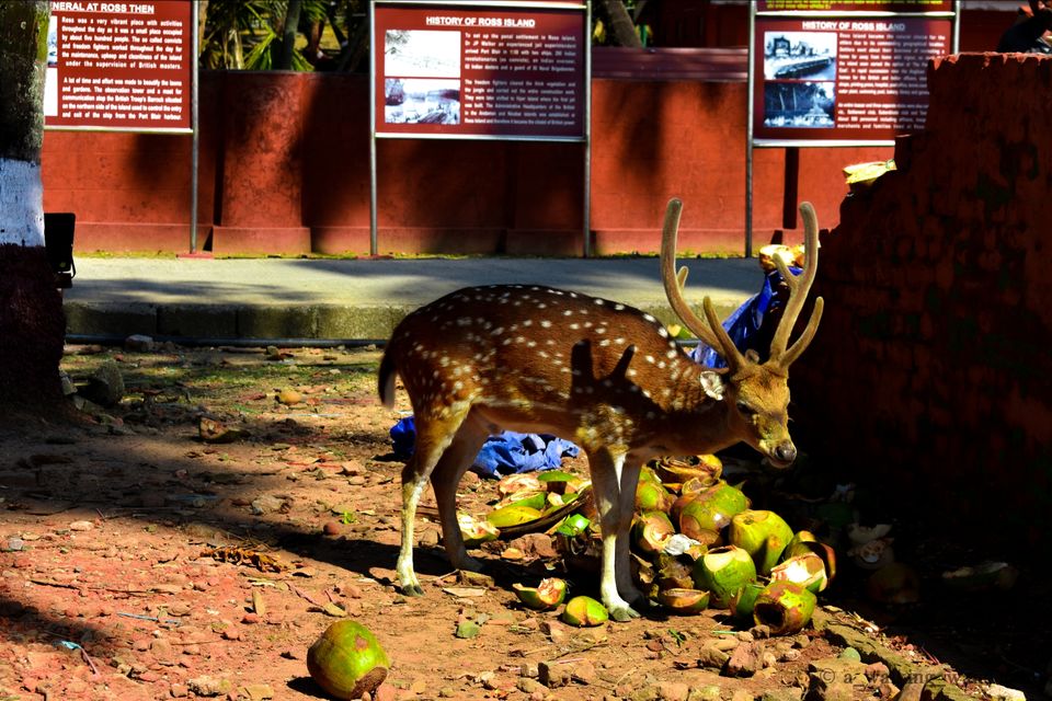 Photo of Ross Island, Port Blair by Anish Upadhyay