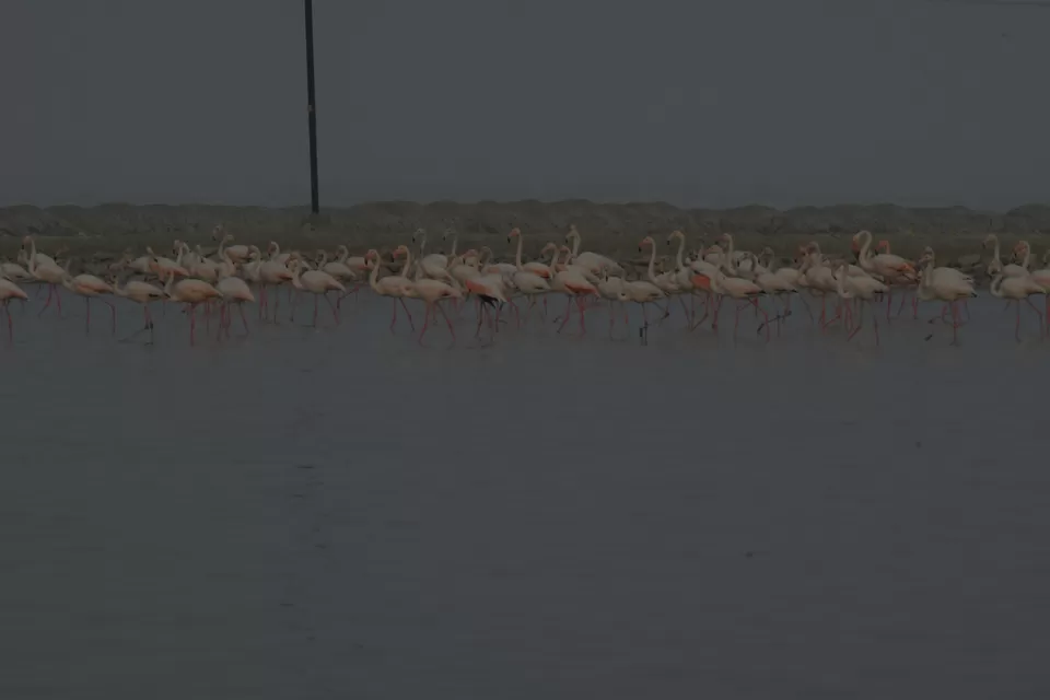 Photo of Sambhar Salt Lake By ravee bhagat