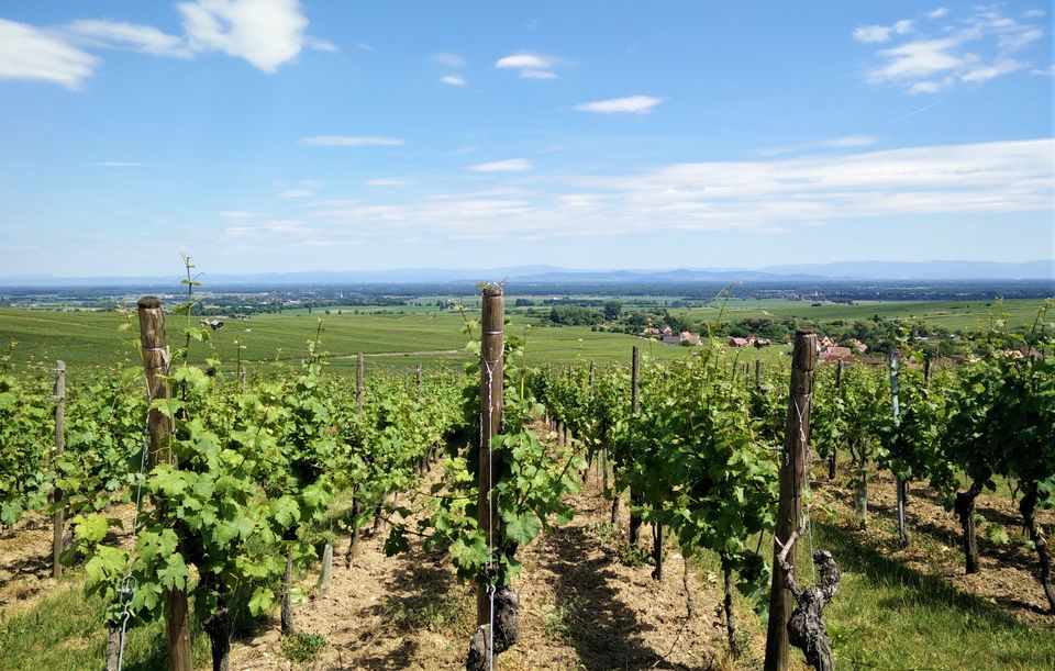 Photo of Eguisheim, France by travelindians