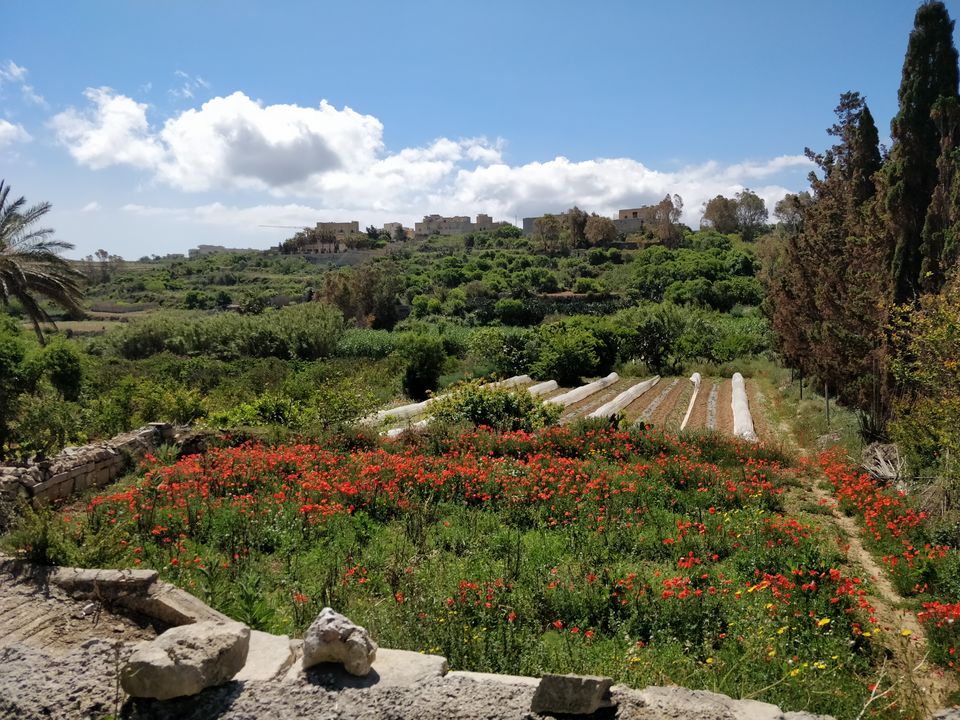 Photo of Gozo, Malta by travelindians