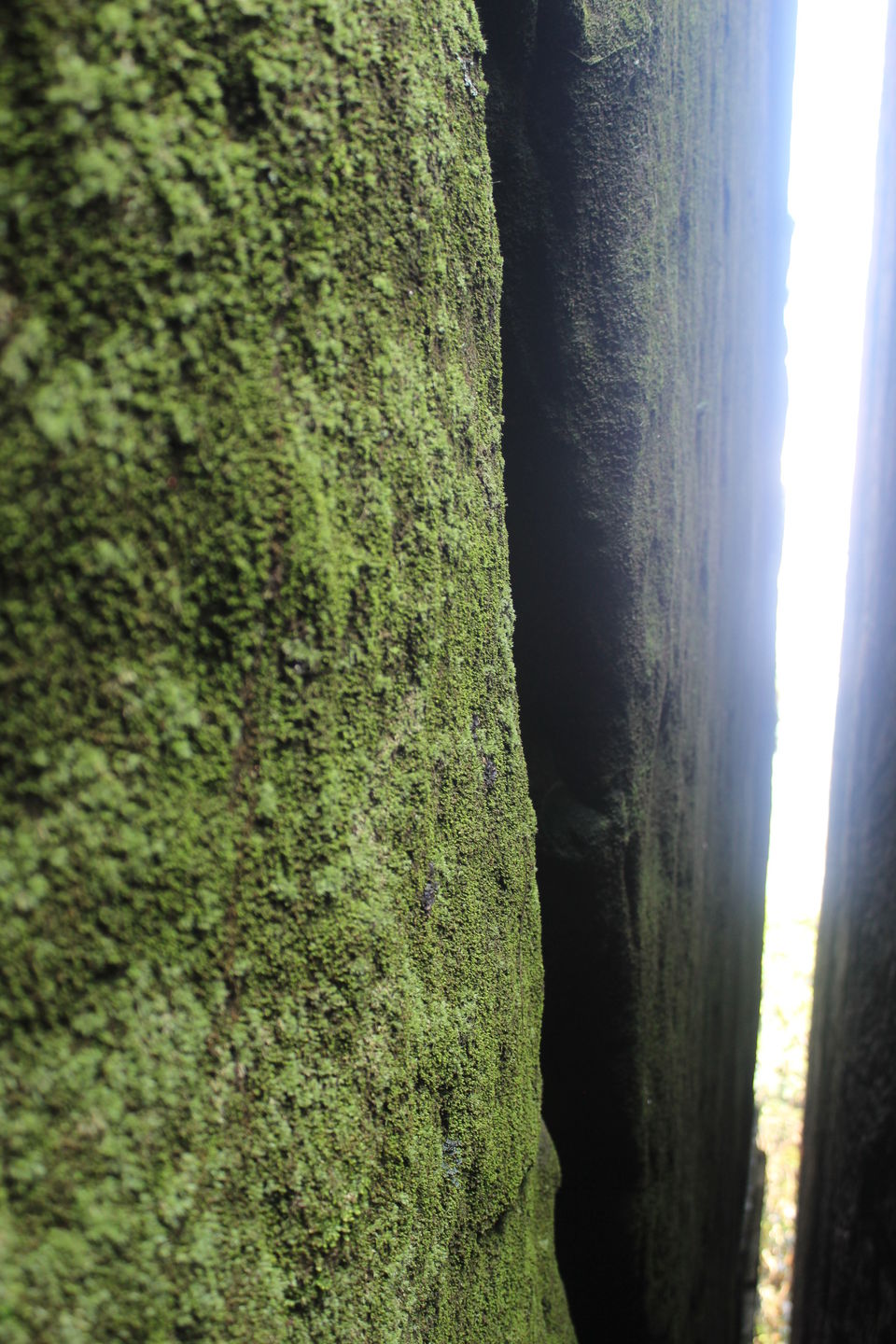Photo of Wayanad: Where everyone feels at home 6/26 by Meghana Jambhe