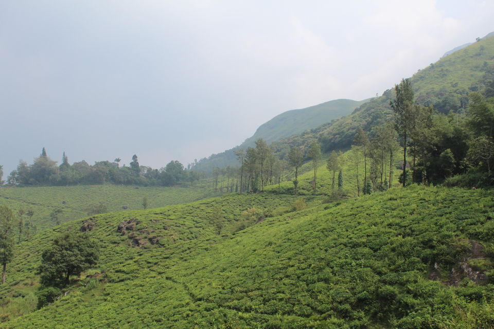 Photo of Wayanad: Where everyone feels at home 23/26 by Meghana Jambhe