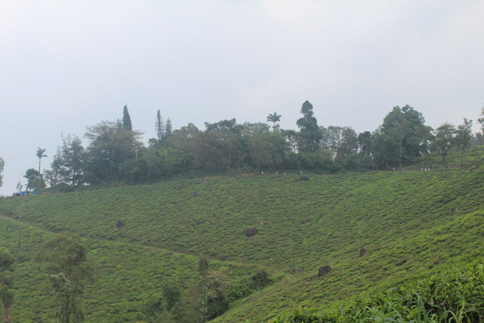 Photo of Wayanad: Where everyone feels at home 24/26 by Meghana Jambhe