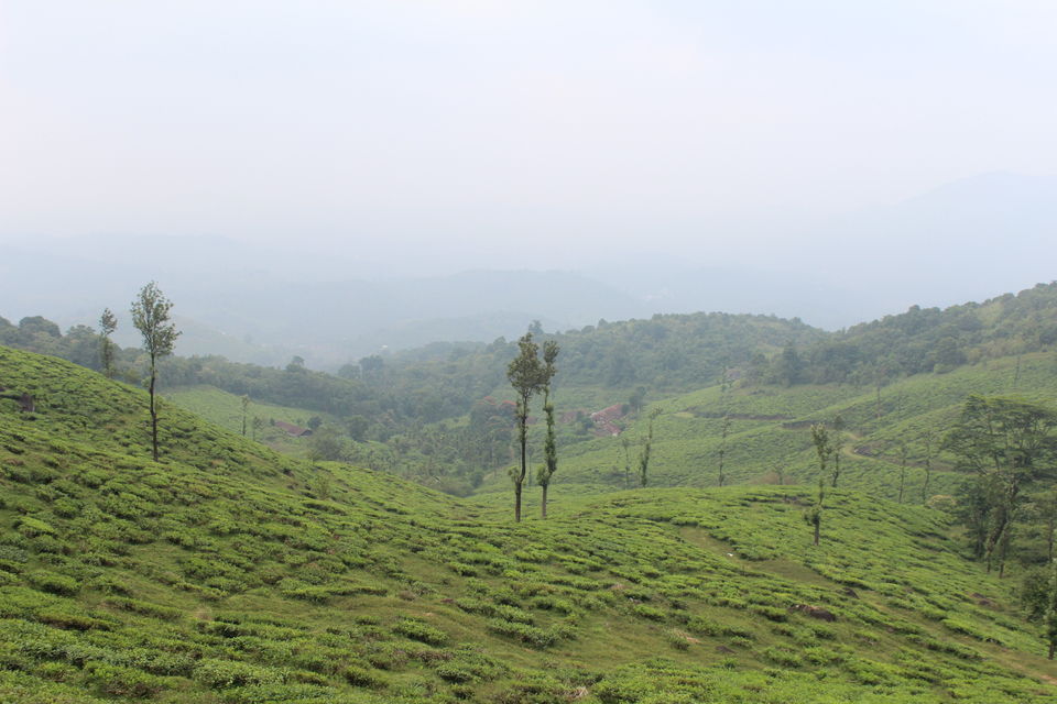 Photo of Wayanad: Where everyone feels at home 25/26 by Meghana Jambhe