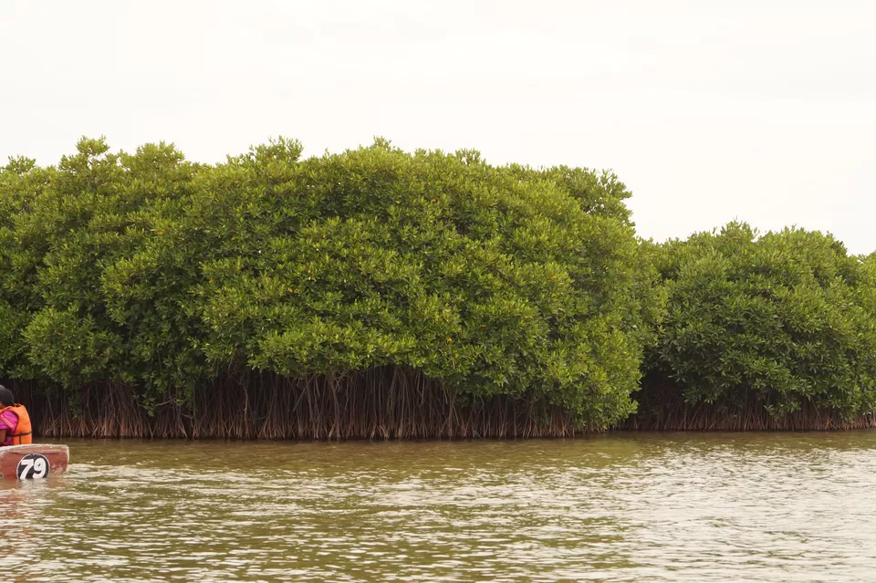 Photo of PICHAVARAM MANGROVE FOREST, Pichavaram extension R.F., Tamil Nadu, India by Meghana Jambhe