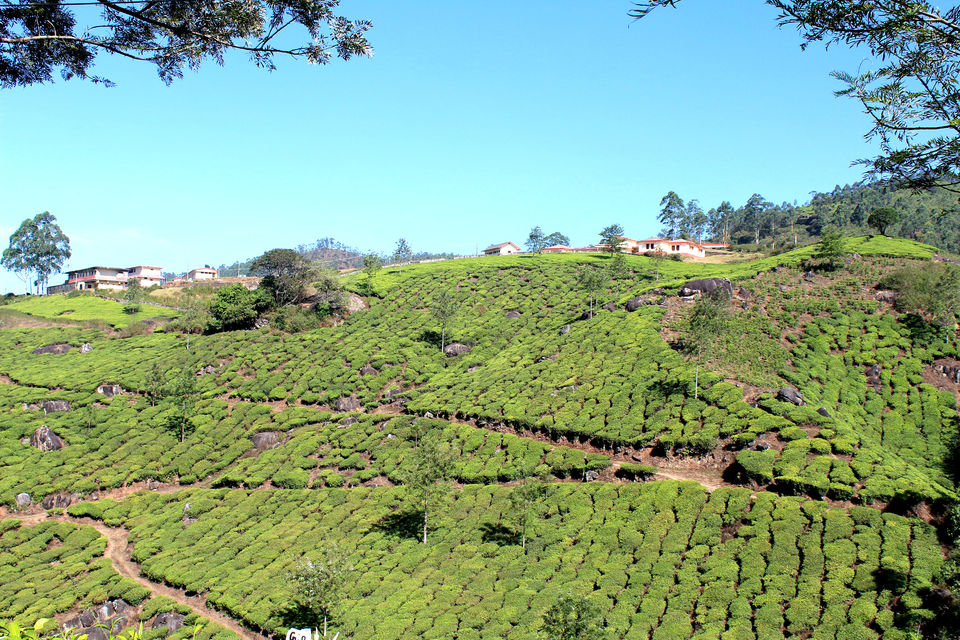 Photo of Munnar it is!! 3/16 by Meghana Jambhe