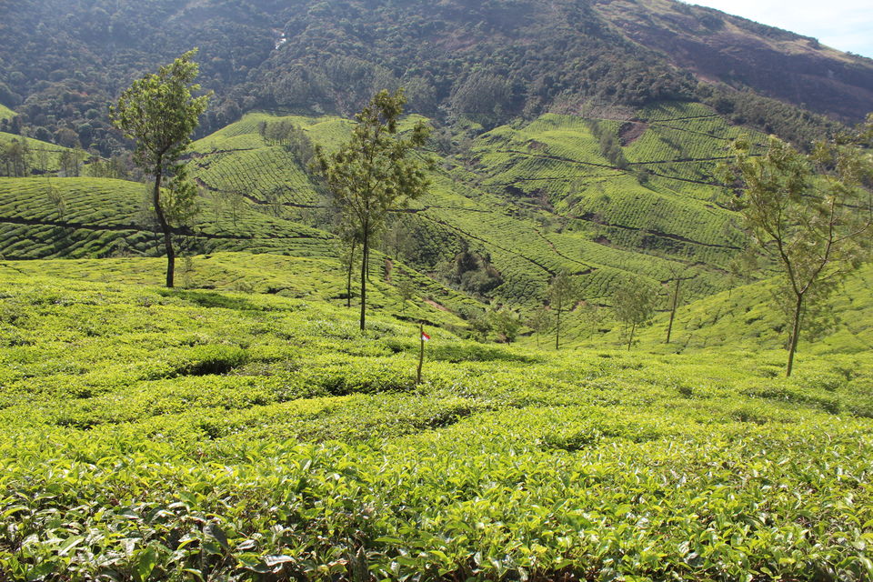 Photo of Munnar it is!! 6/16 by Meghana Jambhe