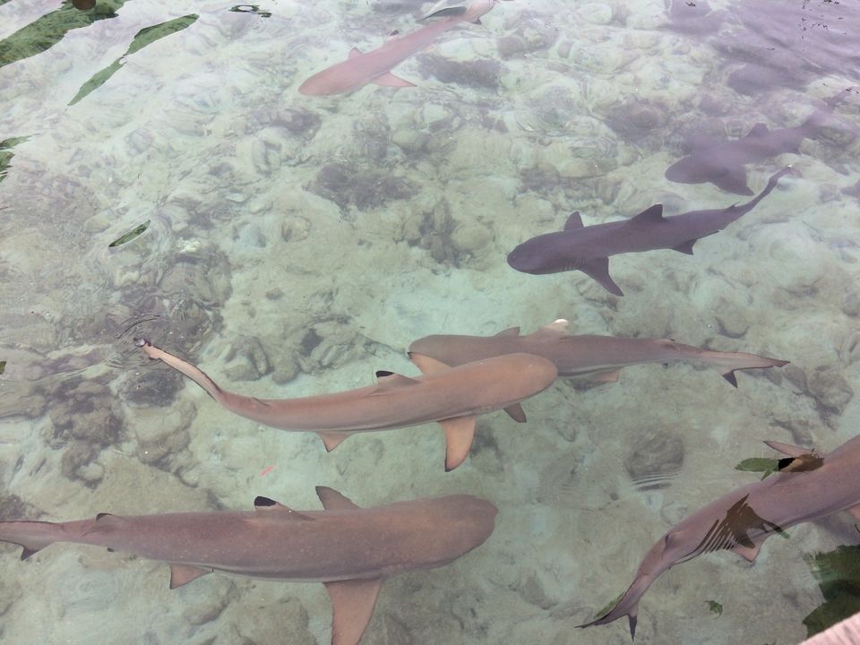 Photo of Karimunjawa-the hidden gem of Indonesia 5/13 by Ankita