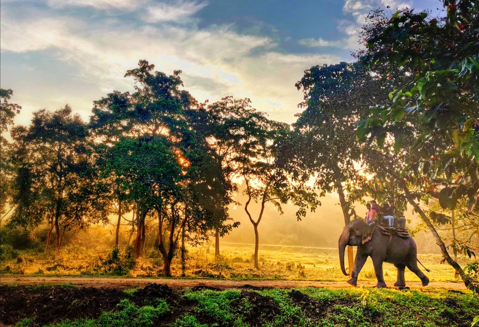 Photo of Kaziranga National Park, Assam, India by CharanKumar V