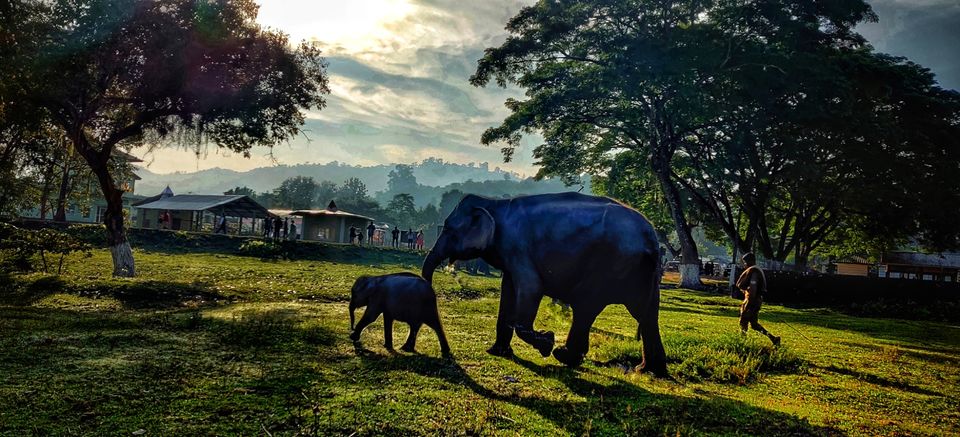 Photo of Kaziranga National Park, Assam, India by CharanKumar V