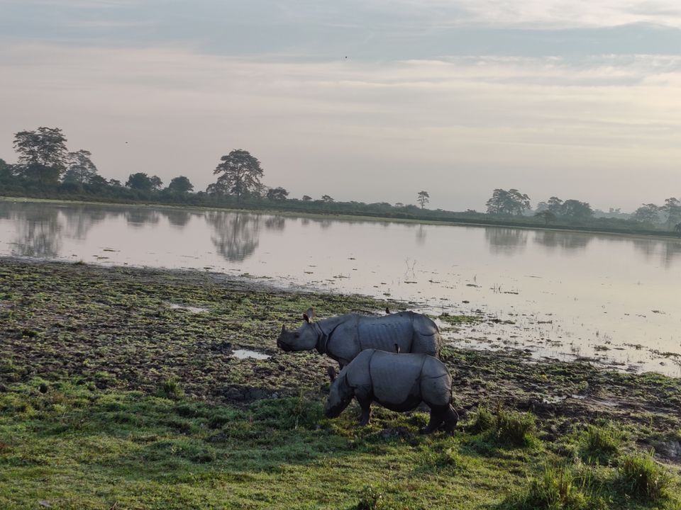 Photo of Kaziranga National Park, Assam, India by CharanKumar V