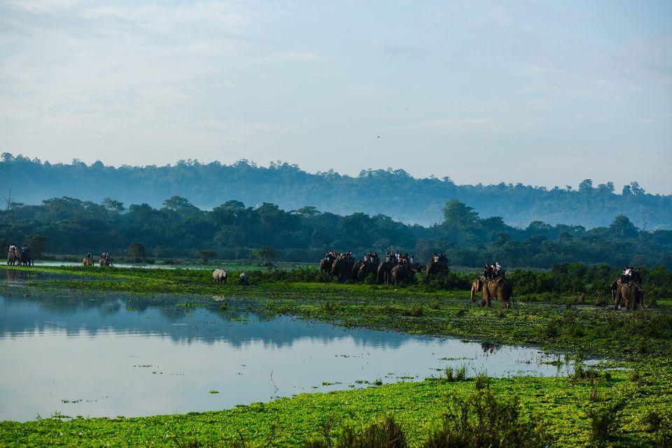 Photo of Kaziranga National Park, Assam, India by CharanKumar V