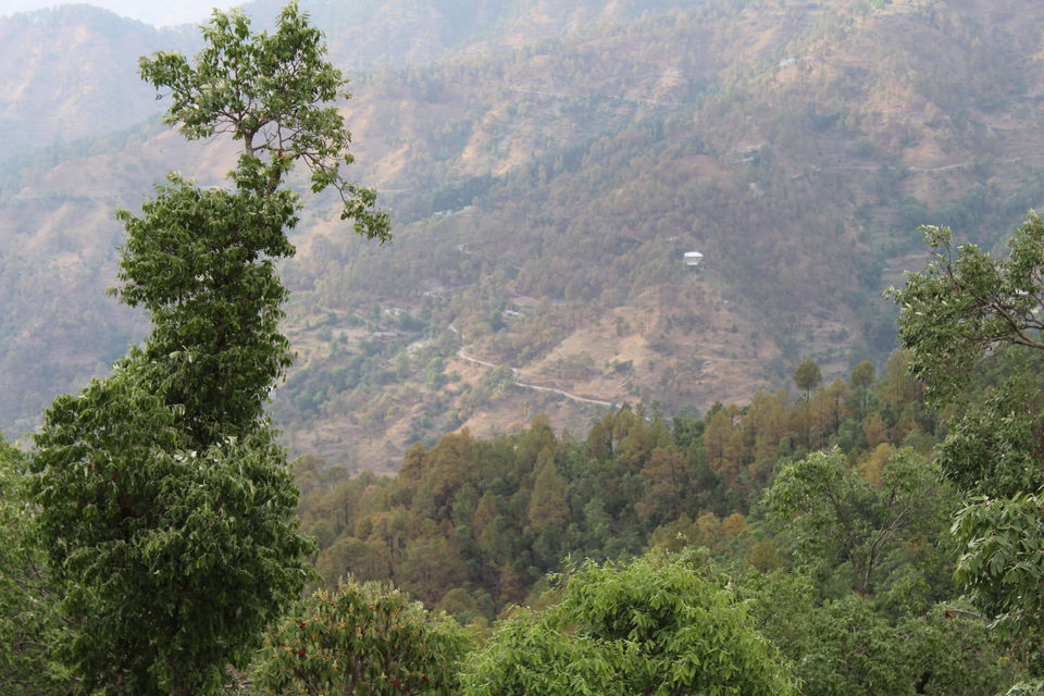 Photo of Sweet Escape To Chail 2/32 by Nidhi Sharma