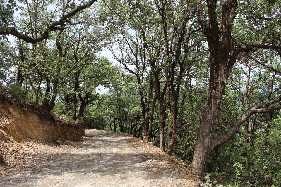 Photo of Sweet Escape To Chail 10/32 by Nidhi Sharma