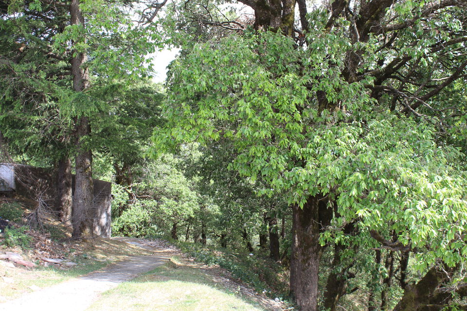 Photo of Sweet Escape To Chail 18/32 by Nidhi Sharma