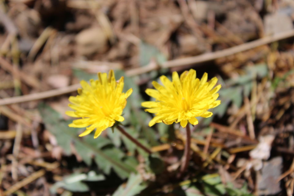 Photo of Sweet Escape To Chail 24/32 by Nidhi Sharma