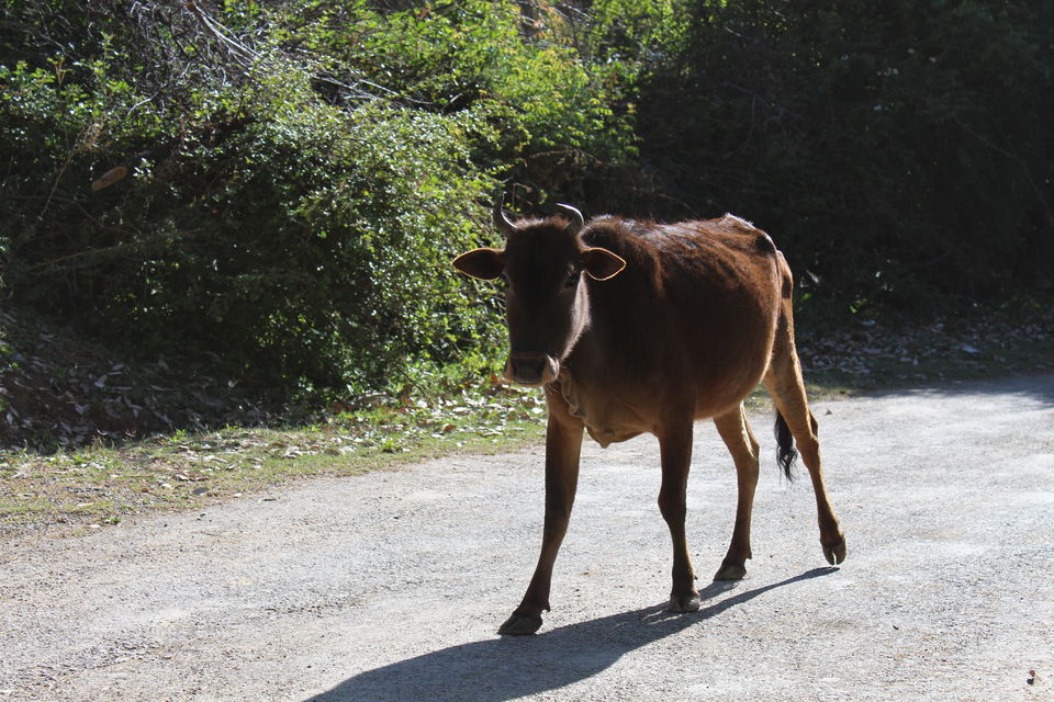 Photo of Sweet Escape To Chail 25/32 by Nidhi Sharma