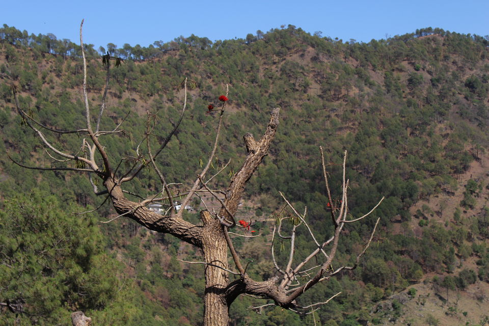 Photo of Sweet Escape To Chail 31/32 by Nidhi Sharma