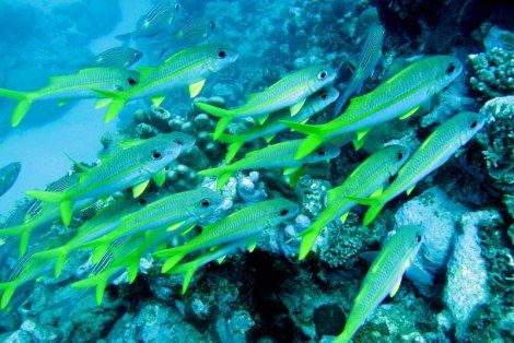 Photo of Mauritius, An Adventure Island 6/7 by Katy Dartford
