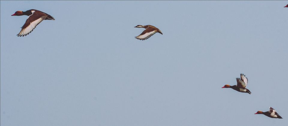 Photo of A Journey close to nature-Pakhiralaya ,Purbasthali ,West Bengal. by shankar dutta