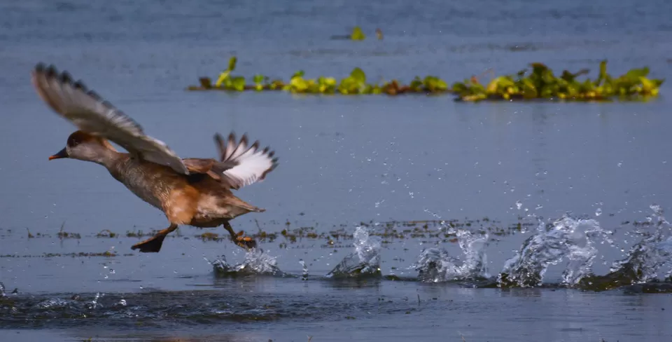 Photo of A Journey close to nature-Pakhiralaya ,Purbasthali ,West Bengal. by shankar dutta