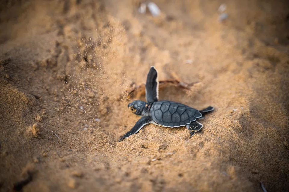 Photo of This summer visit the Velas Turtle Festival by Rushikesh
