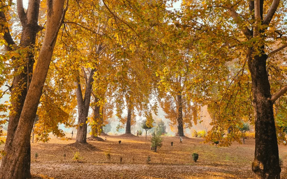Photo of Kashmir's Nishant Bagh in Autumn by Rushikesh