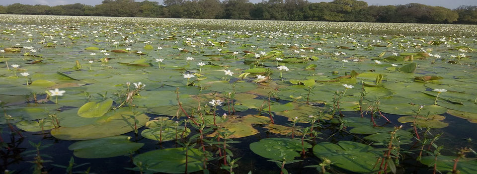 Photo of Maharashtra's Paradise of Flowers- Kaas #BucketList2019 by Bhataku's Travel Tales