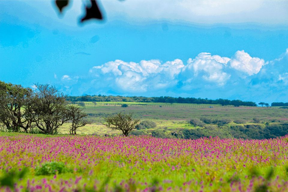 Photo of Maharashtra's Paradise of Flowers- Kaas #BucketList2019 by Bhataku's Travel Tales