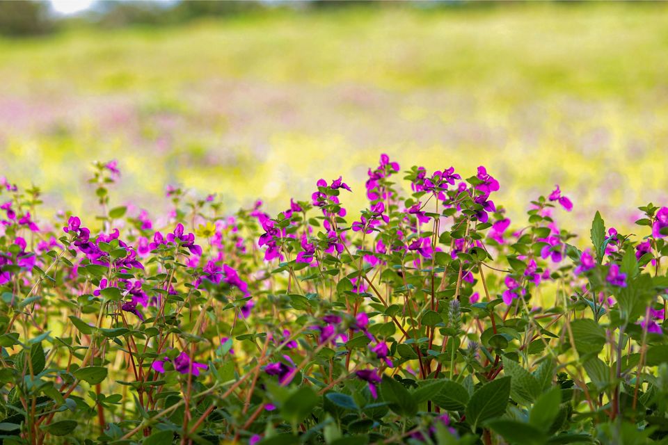 Photo of Maharashtra's Paradise of Flowers- Kaas #BucketList2019 by Bhataku's Travel Tales