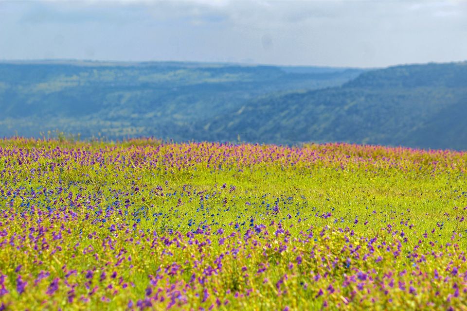 Photo of Maharashtra's Paradise of Flowers- Kaas #BucketList2019 by Bhataku's Travel Tales