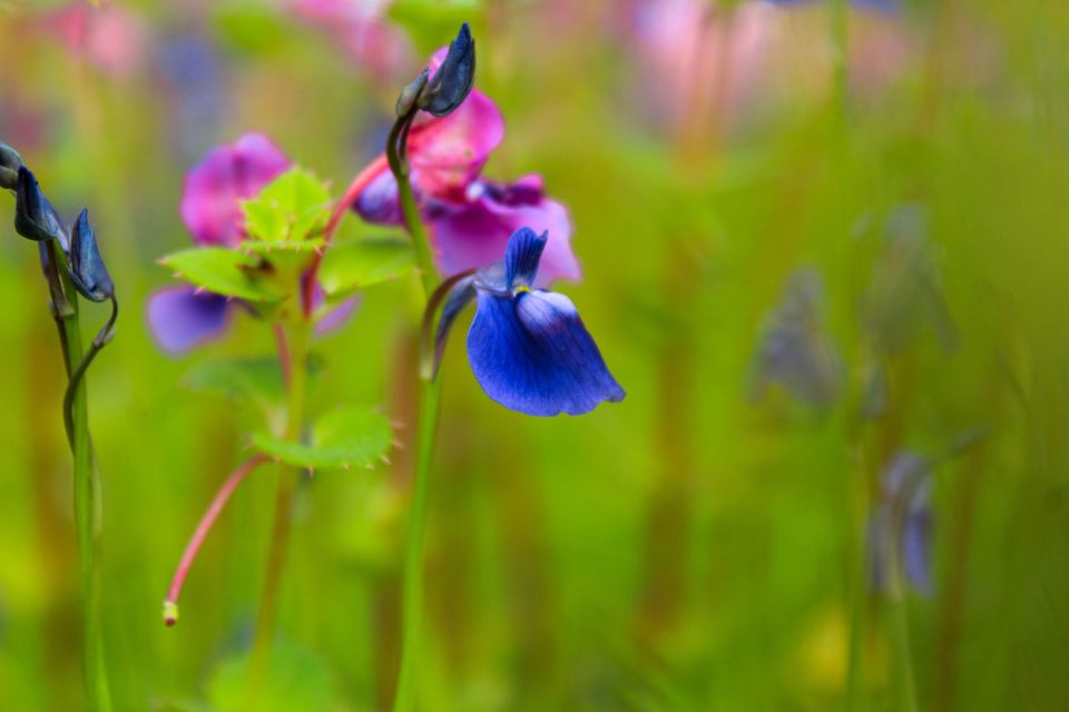 Photo of Maharashtra's Paradise of Flowers- Kaas #BucketList2019 by Bhataku's Travel Tales