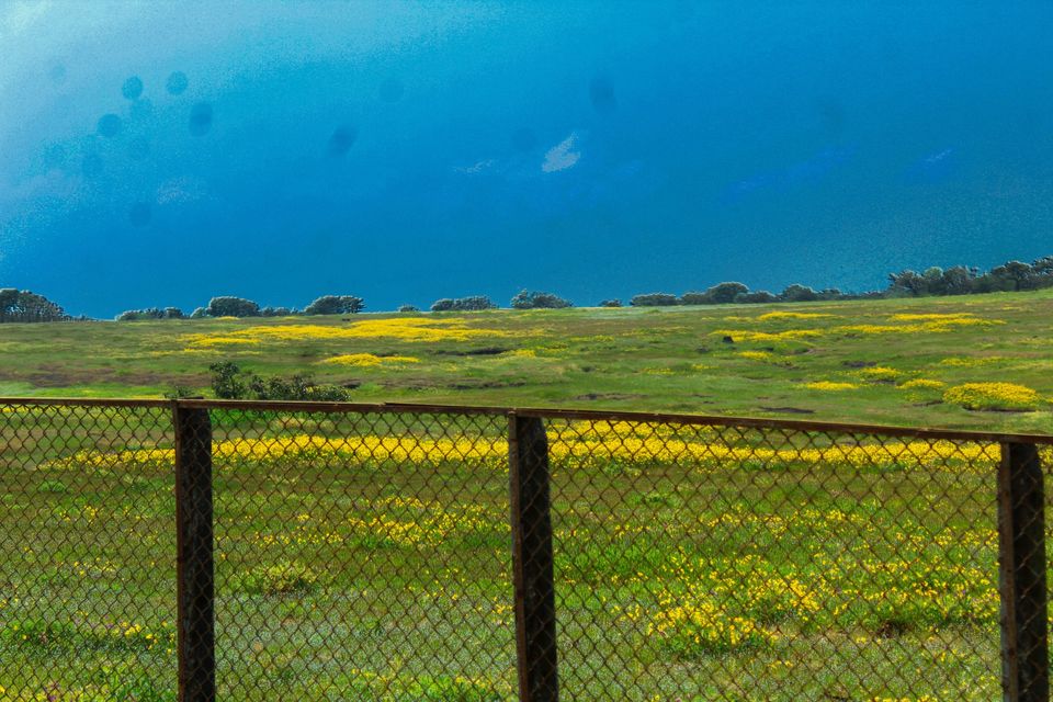 Photo of Maharashtra's Paradise of Flowers- Kaas #BucketList2019 by Bhataku's Travel Tales
