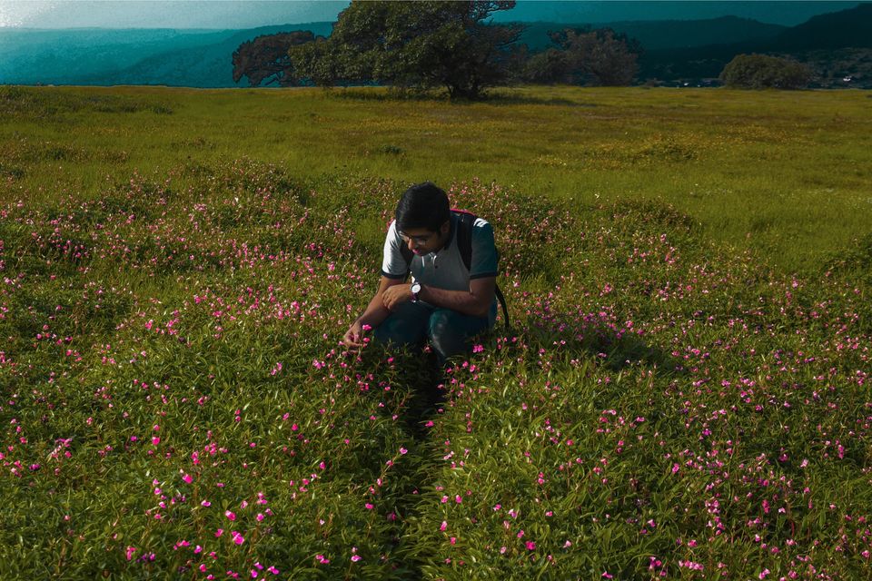 Photo of Maharashtra's Paradise of Flowers- Kaas #BucketList2019 by Bhataku's Travel Tales