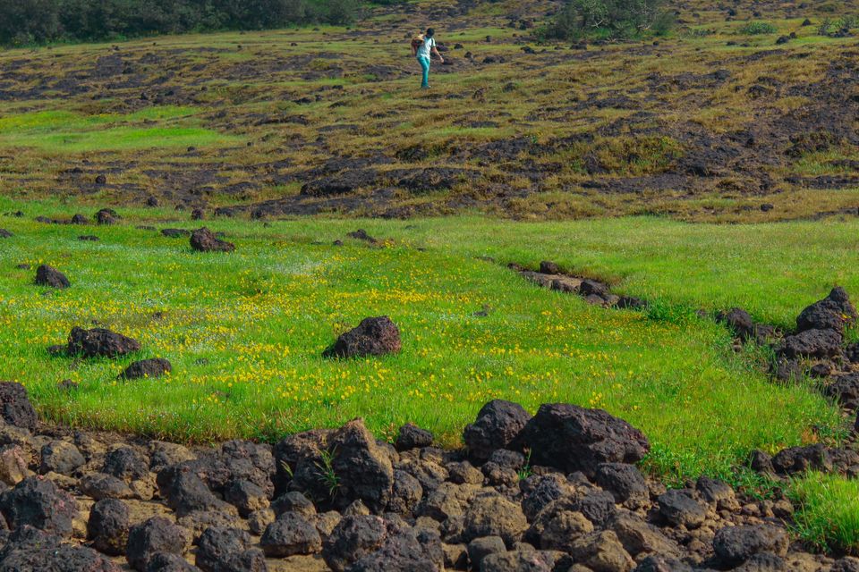 Photo of Maharashtra's Paradise of Flowers- Kaas #BucketList2019 by Bhataku's Travel Tales