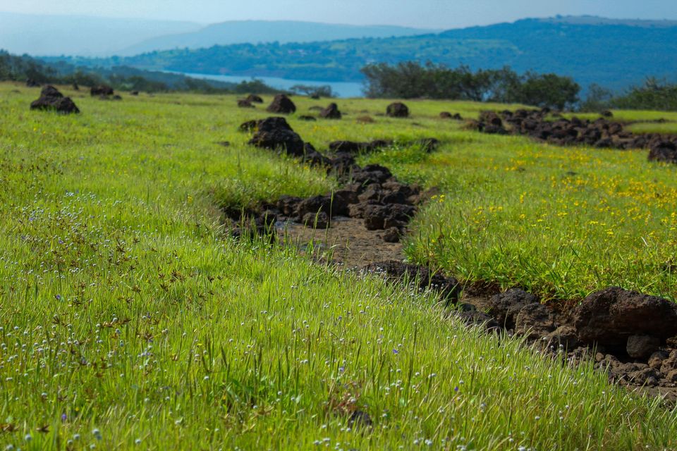 Photo of Maharashtra's Paradise of Flowers- Kaas #BucketList2019 by Bhataku's Travel Tales