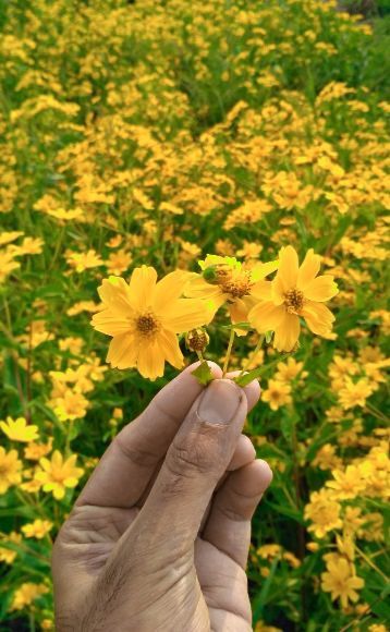 Photo of Maharashtra's Paradise of Flowers- Kaas #BucketList2019 by Bhataku's Travel Tales