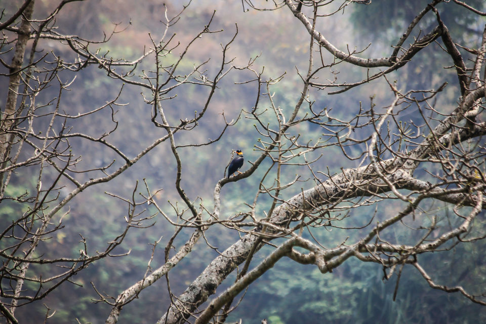 Photo of Dooars Trekking Diaries: The door to Himalayas by Ayan Das