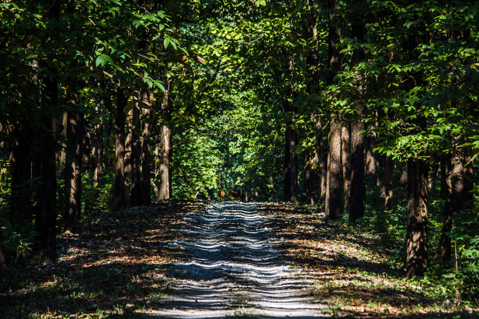 Photo of Dooars Trekking Diaries: The door to Himalayas by Ayan Das