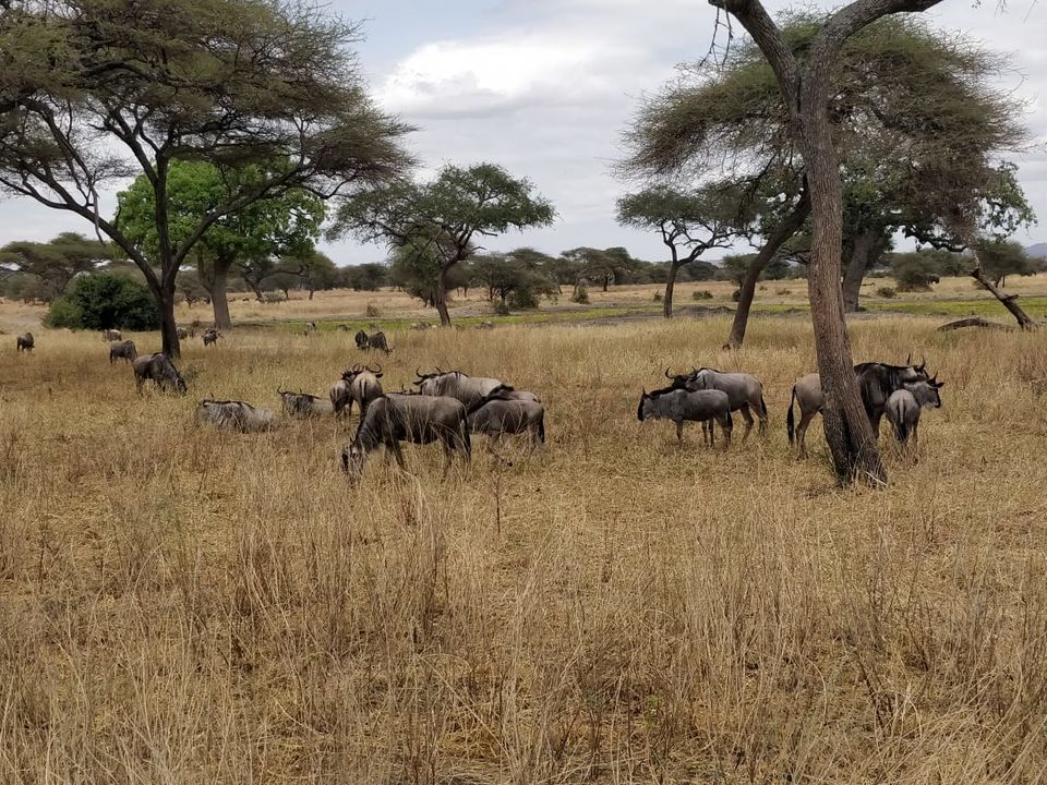 Photo of Arusha National Park, Tanzania by Aishwarya Rao