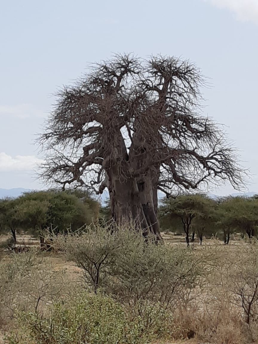 Photo of Tarangire National Park, Tanzania by Aishwarya Rao